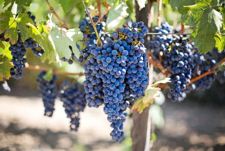 abundant grape fruits on the vines