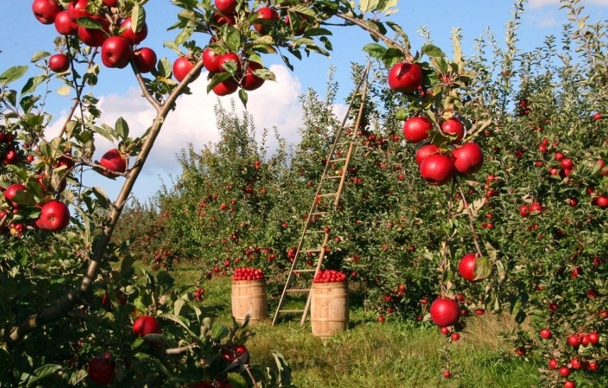 apple orchard with apple trees full of red apples