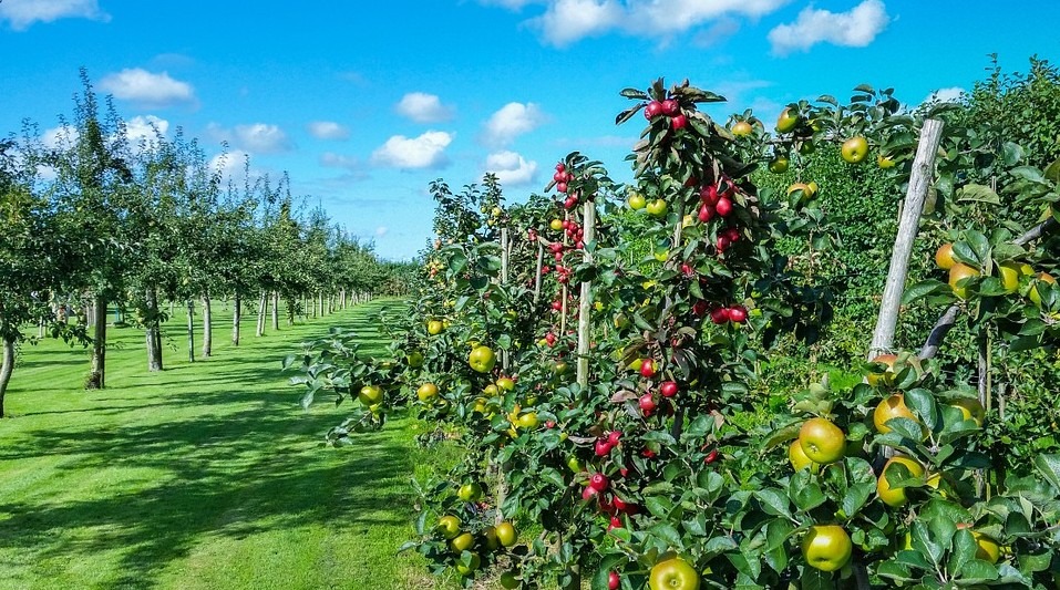 apple plantation with many apple trees of different varieties