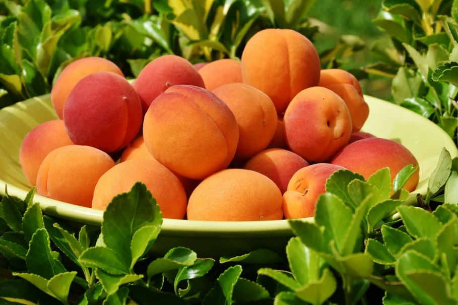 apricots in a plate placed on top of green leaves