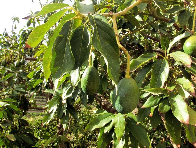 avocado branches with fruits