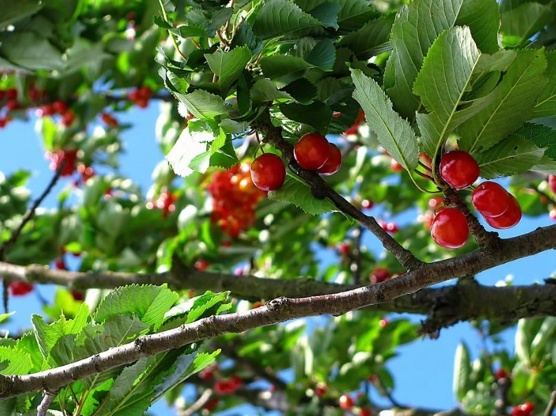 branches of a Cherry tree with fruits