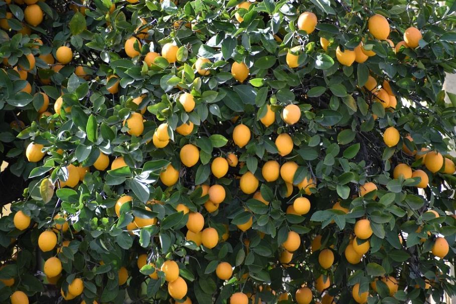 bushy and full of fruits lemon tree