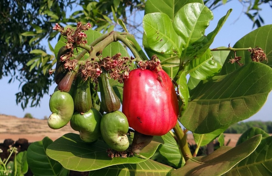 cashew fruits, some are green and one is red