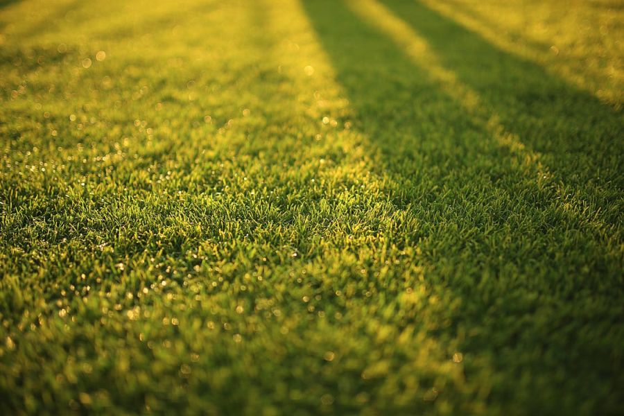 close-up photo of grass