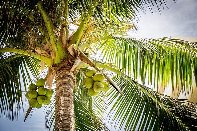 coconut palm tree with fruits
