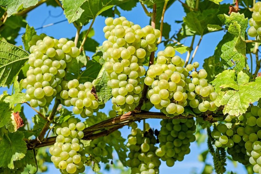 grapevine of green grapes with a lot of grapefruits