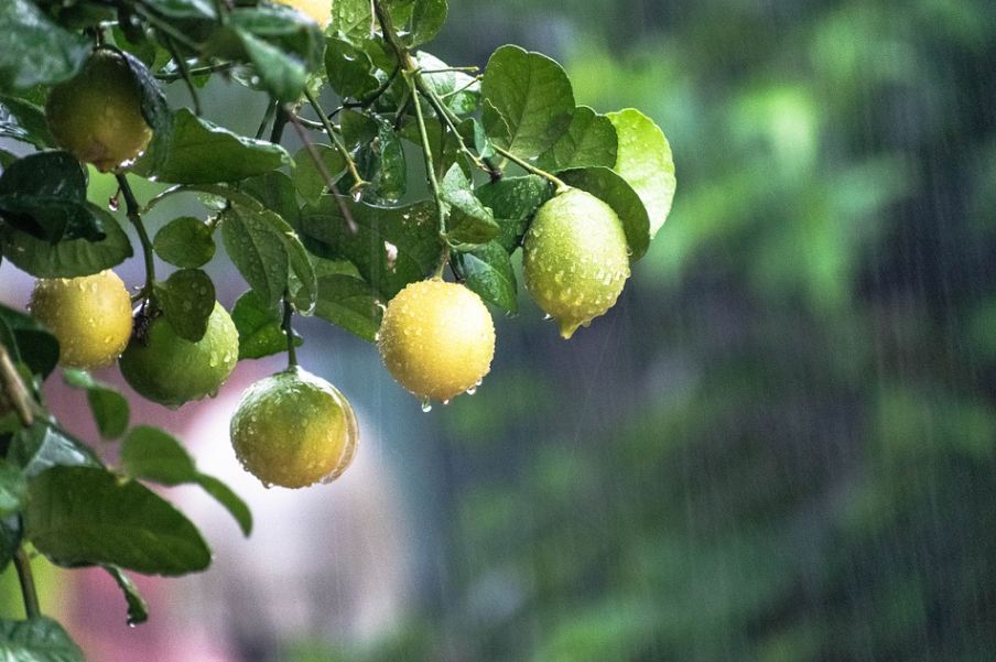 lemon tree under the rain