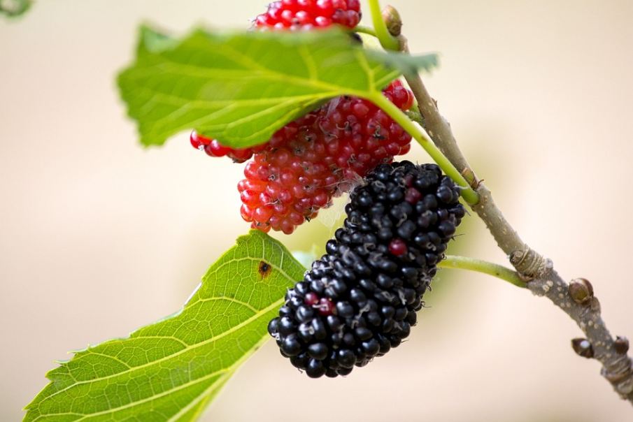 red and black mulberry fruits in a mulberry tree