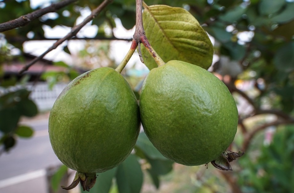 two green guava fruits on a guava twig