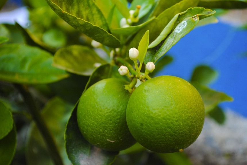 two green lime fruits