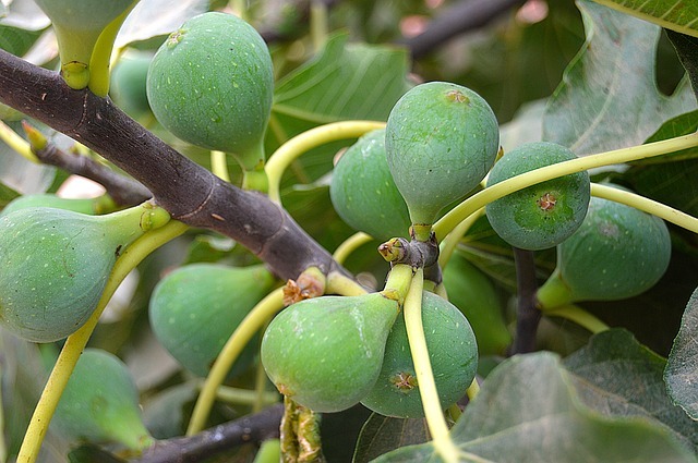 unripe fig fruits in a fig tree