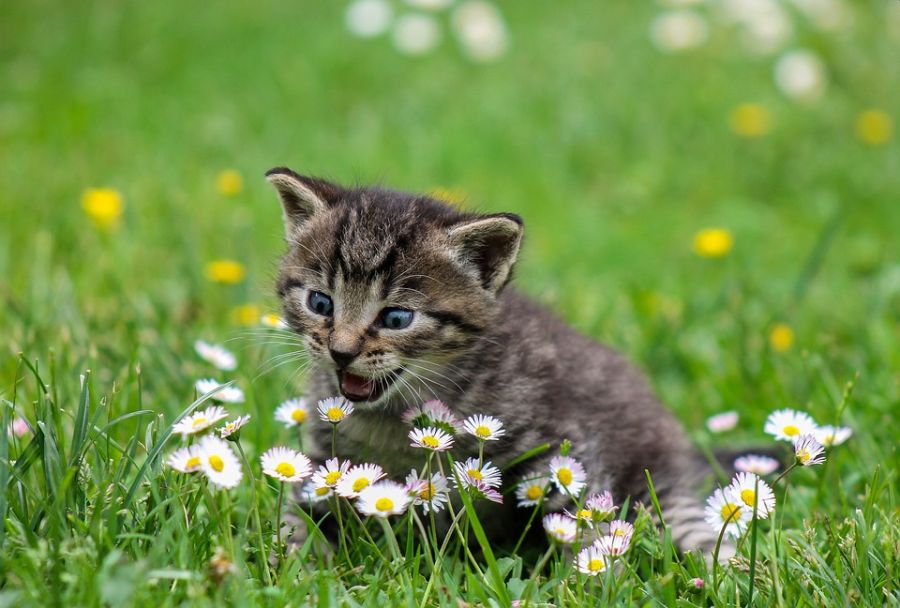 5 Reasons Why Your Cat Goes Outside of the litter box