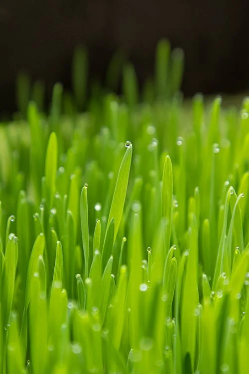 Wheatgrass and How to Take Care of it