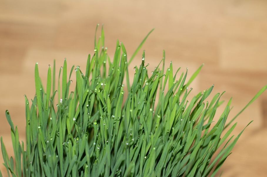 cat-grass-grass-wheatgrass