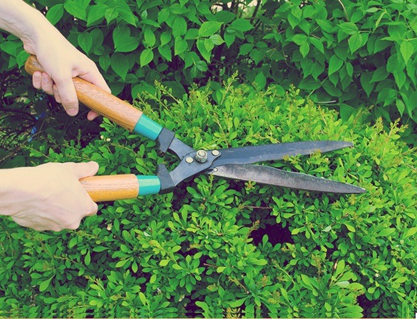 Essential Garden Tools for Every Gardener