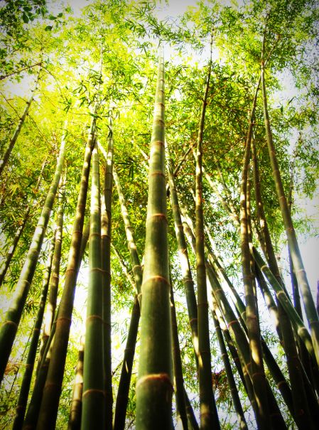 Bamboo Floors