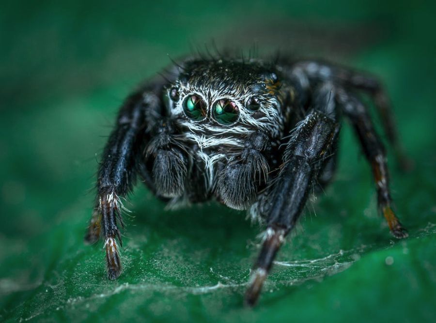3 Main Reasons Why Spiders Start Appearing in Your House
