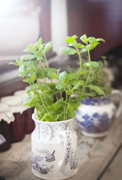 A mint plant growing in a ceramic jug