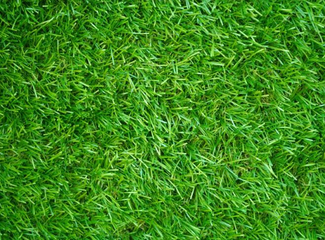 Artificial or Natural Turf - Which is Better