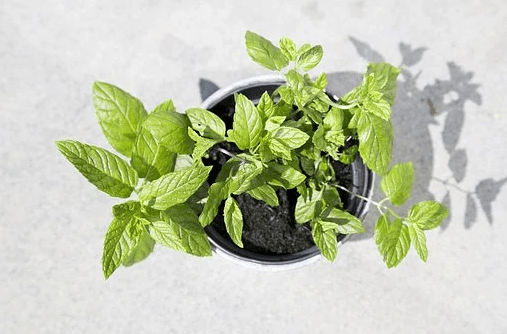 Growing Mint From a Sprig