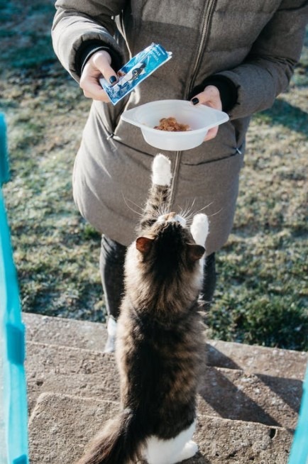 Your Cat’s Diet Should be a Top Priority