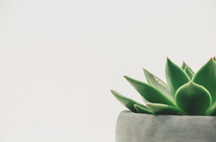 How do you care for succulents in Australia