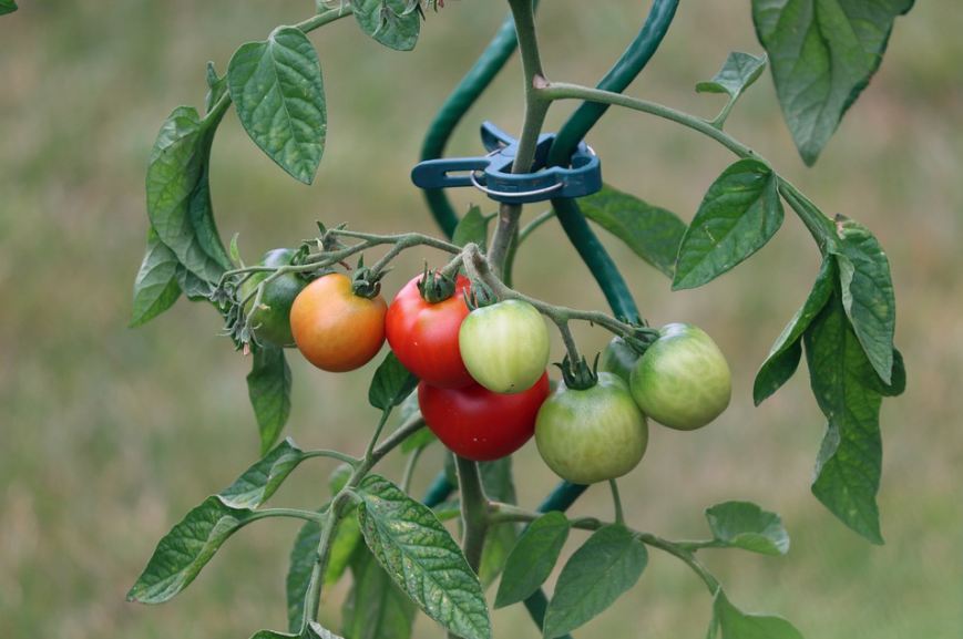 a tomato plant with fruits