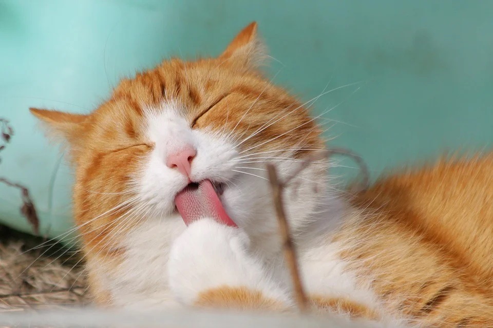 6 Ways You Can Keep Your Cat Entertained And Happy