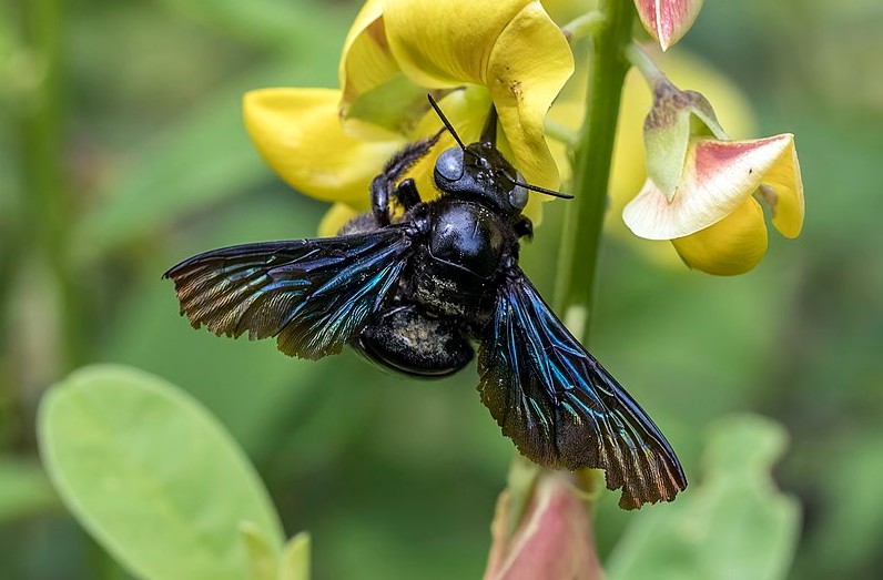 How Do You Attract Carpenter Bees To Traps