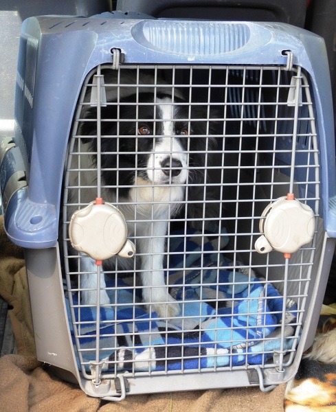 How to Choose the Right Travel Crate for Your Dog