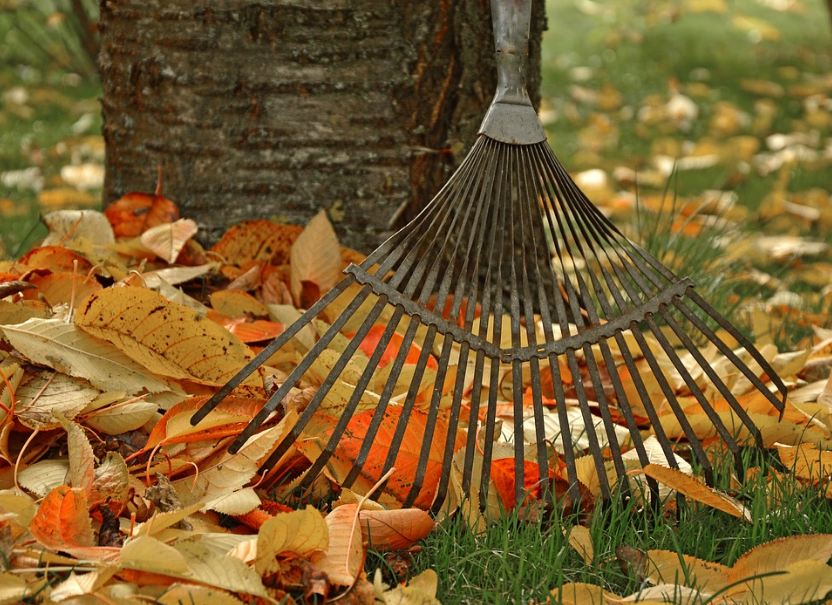leaves being raked