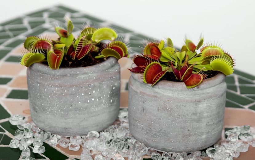 Venus flytrap plants in pots