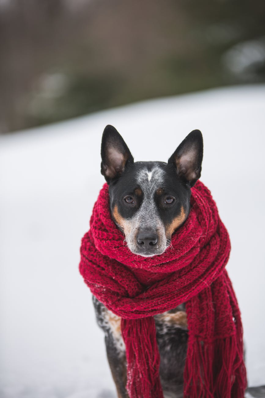 Winter Care Routine For Your Dog