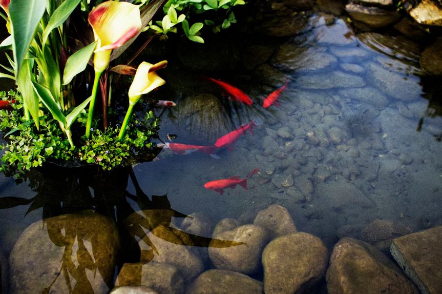 a charming fish pond