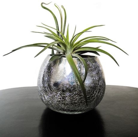 air plant in a round silver pot