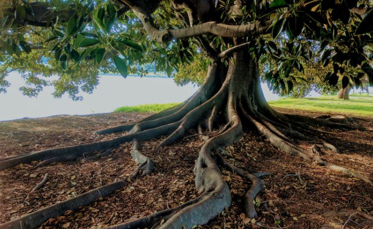 big roots of tree