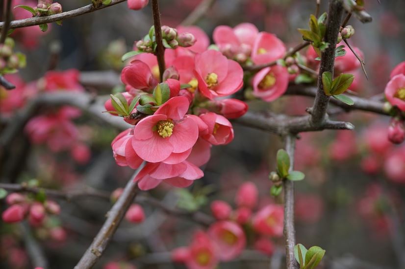 flowering quince plant