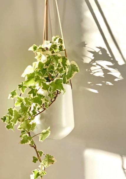 hanging English Ivy plant