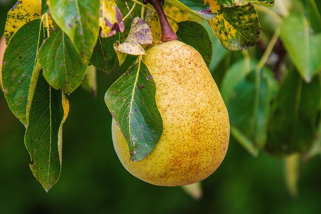 pear fruit in a tree