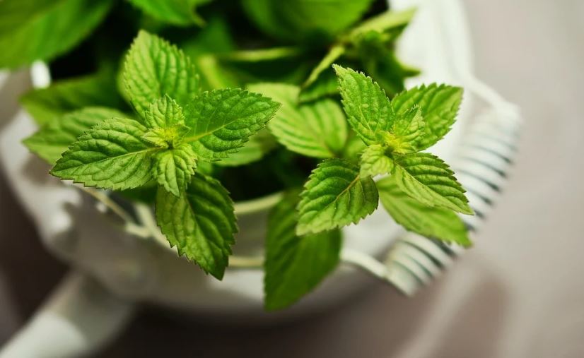 peppermint herb plant