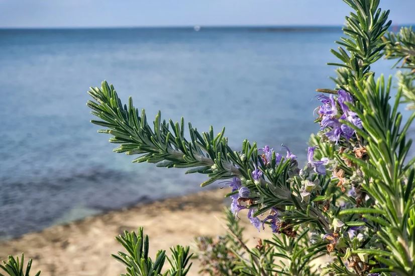 rosemary planted by the beach