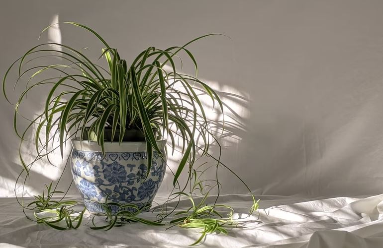 spider plant in a blue and white vase