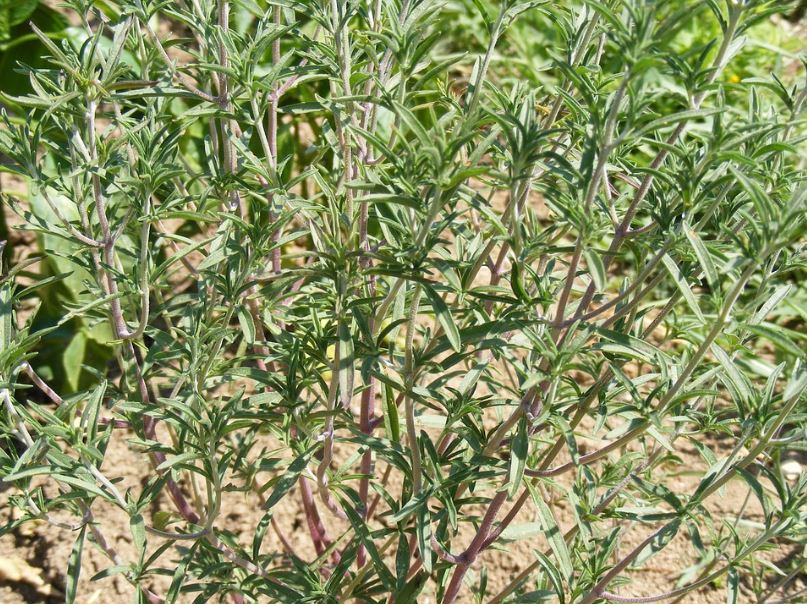 thyme plant