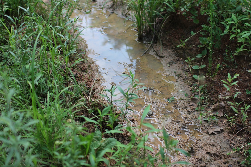 wet soil