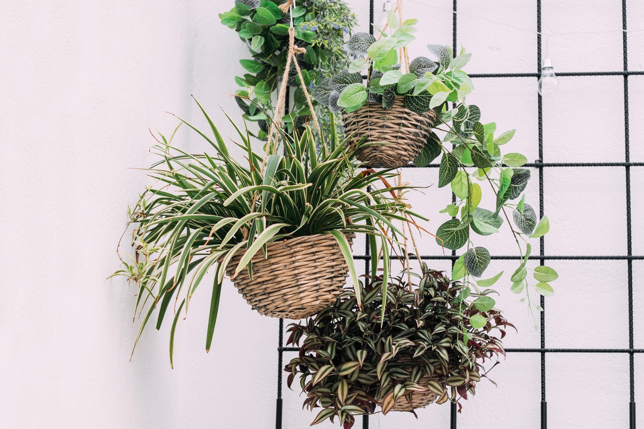 Hanging baskets with green plants