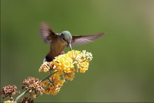 irds Images, Hummingbird, Animals Images & Pictures
