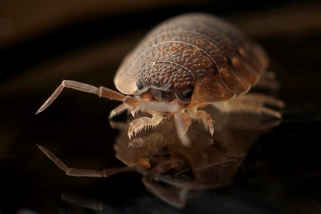 6 Horrifying Bugs You Need to Know About