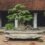 Things you Need to Know about Bonsai Care before Getting One