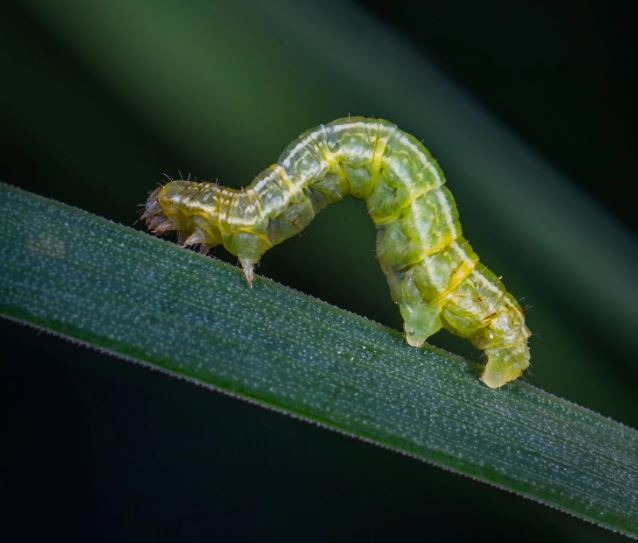 Caterpillar on green leaves